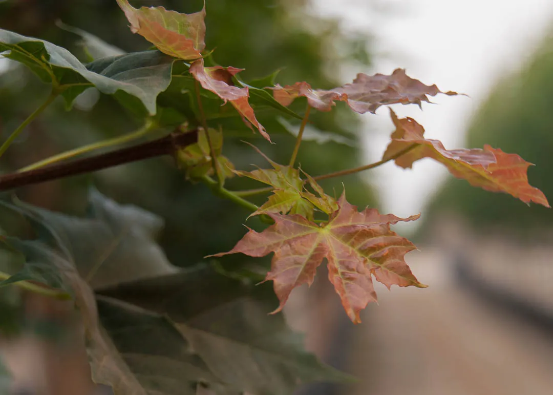 Pacific Sunset Maple Tree | Garden Gate Nursery